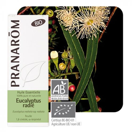 óleo essencial da folha de eucalyptus radiata ssp radiata